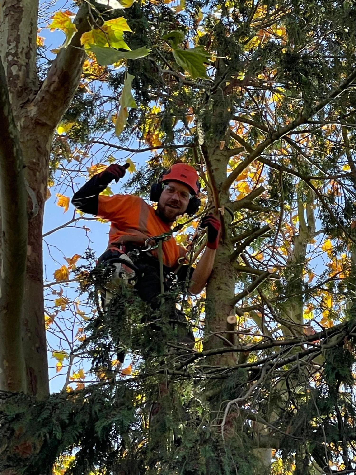 Tottenham Tree Care Experts